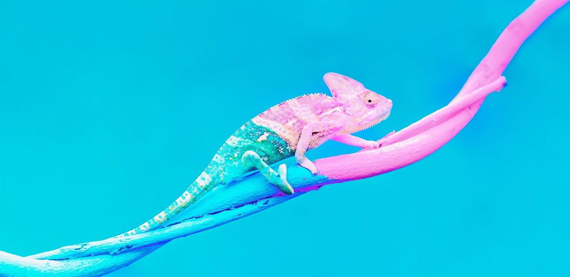 Chameleon