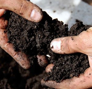 regenerated soil